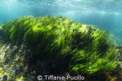 Although I had already graduated, I joined the underwater... by Tiffanie Pucillo 